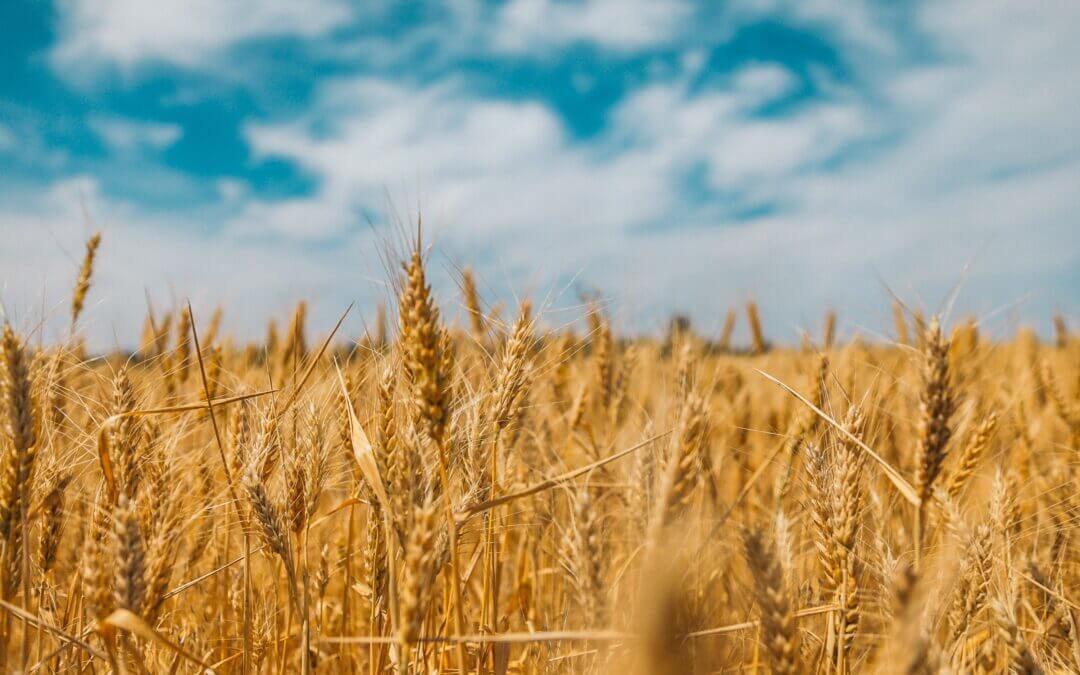 Nietolerancja glutenu