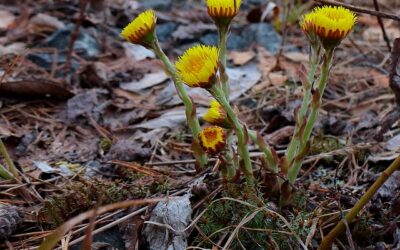 Coltsfoot