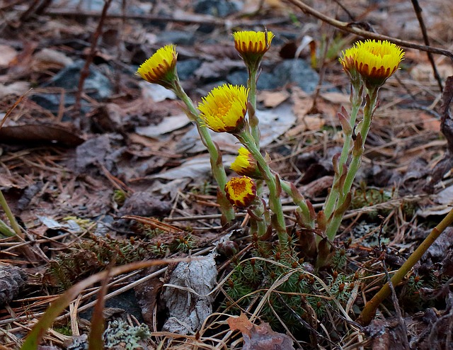 Coltsfoot