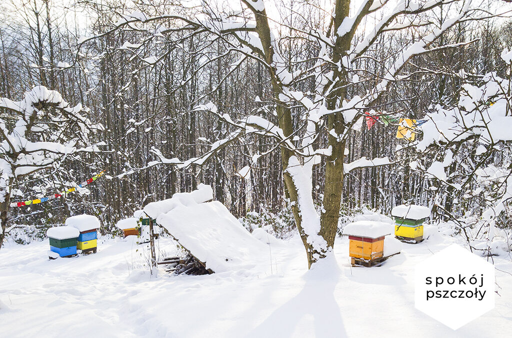 Winter in bees