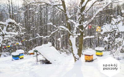 Winter in bees