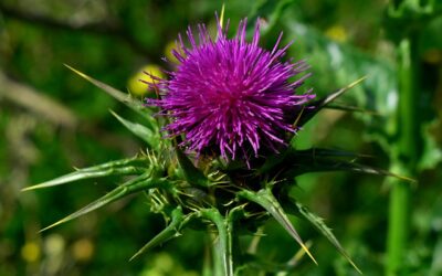 Milk thistle