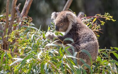 Eucalyptus