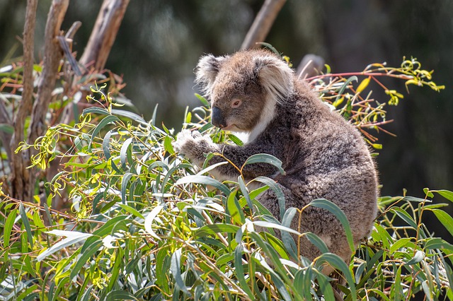 Eucalyptus