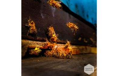 Ciekawostka o pszczołach
