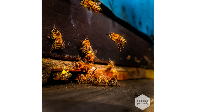 Ciekawostka o pszczołach