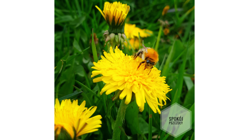 Kwiaty pożywieniem dla pszczół