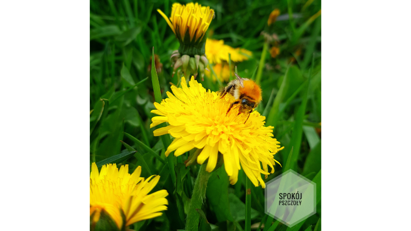 Flowers are food for bees