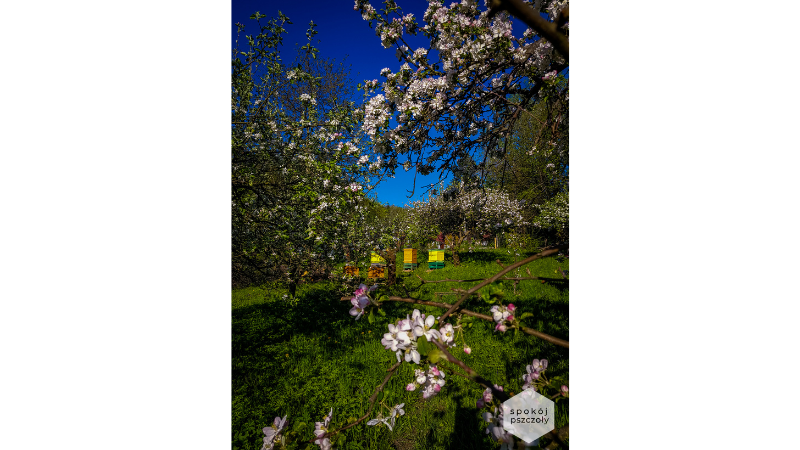 Bees in the orchard – LABOR hive