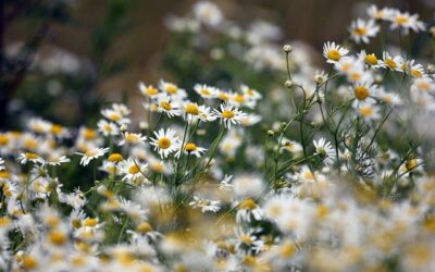 Common chamomile