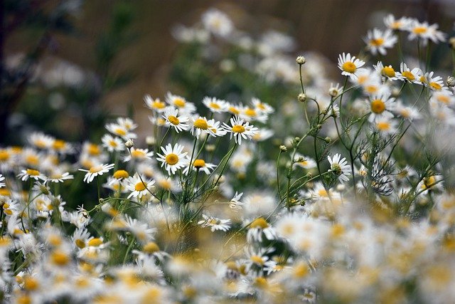 Common chamomile