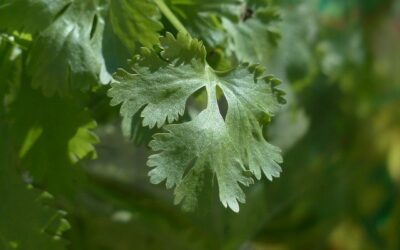 Coriander