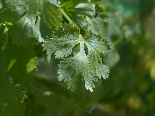 Coriander