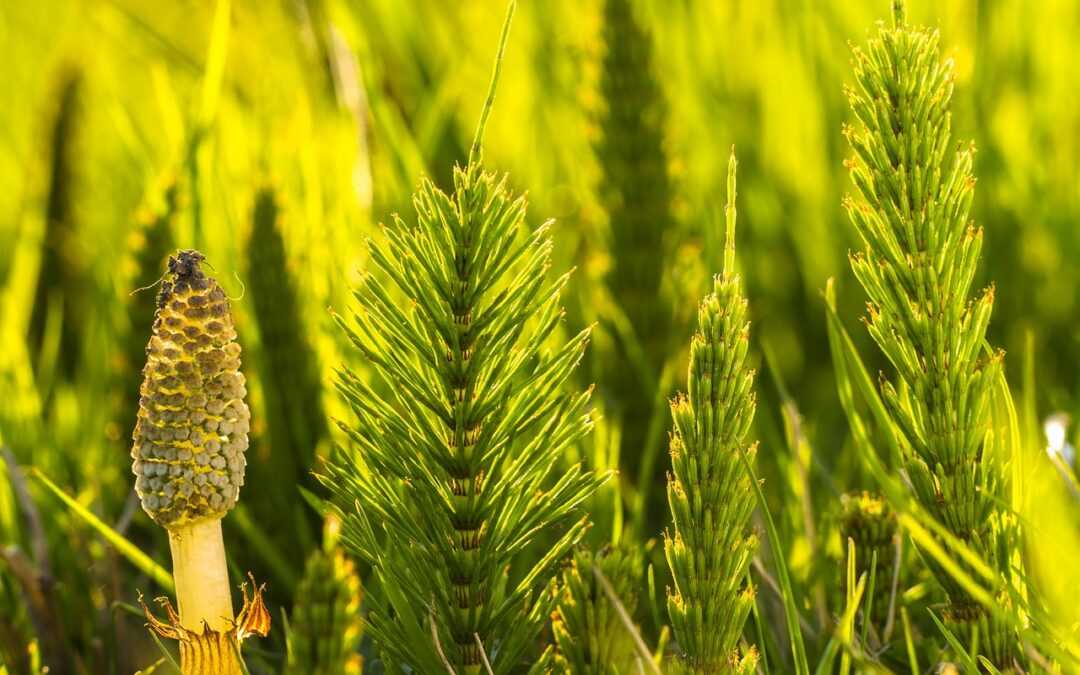 Field horsetail