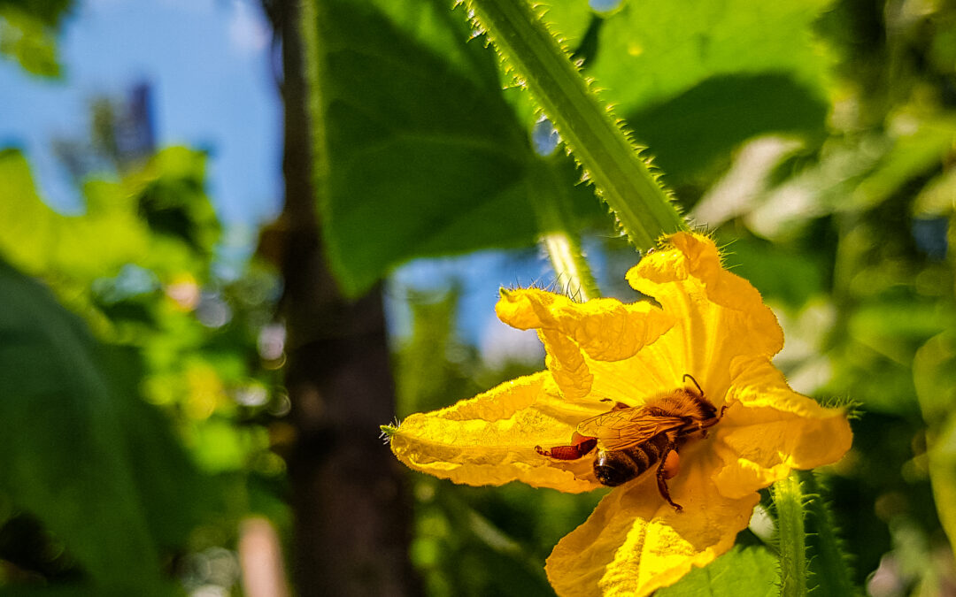 Bee crops