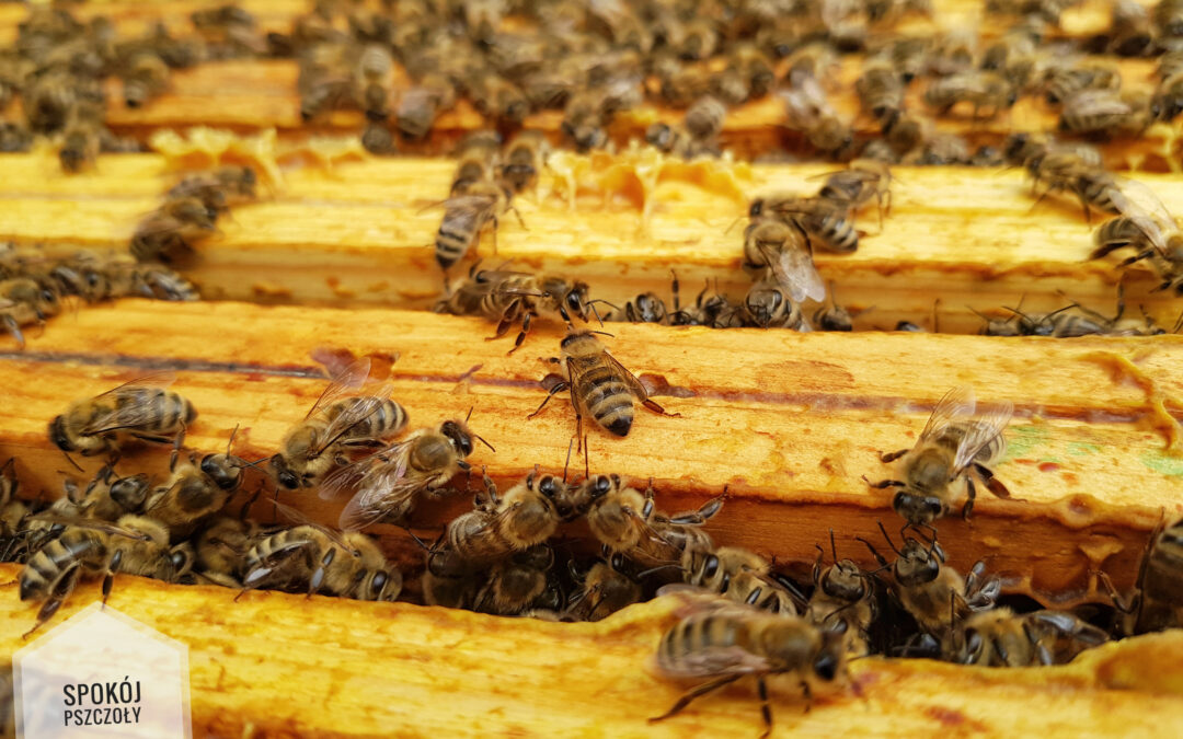 Bees in the “labor” hive