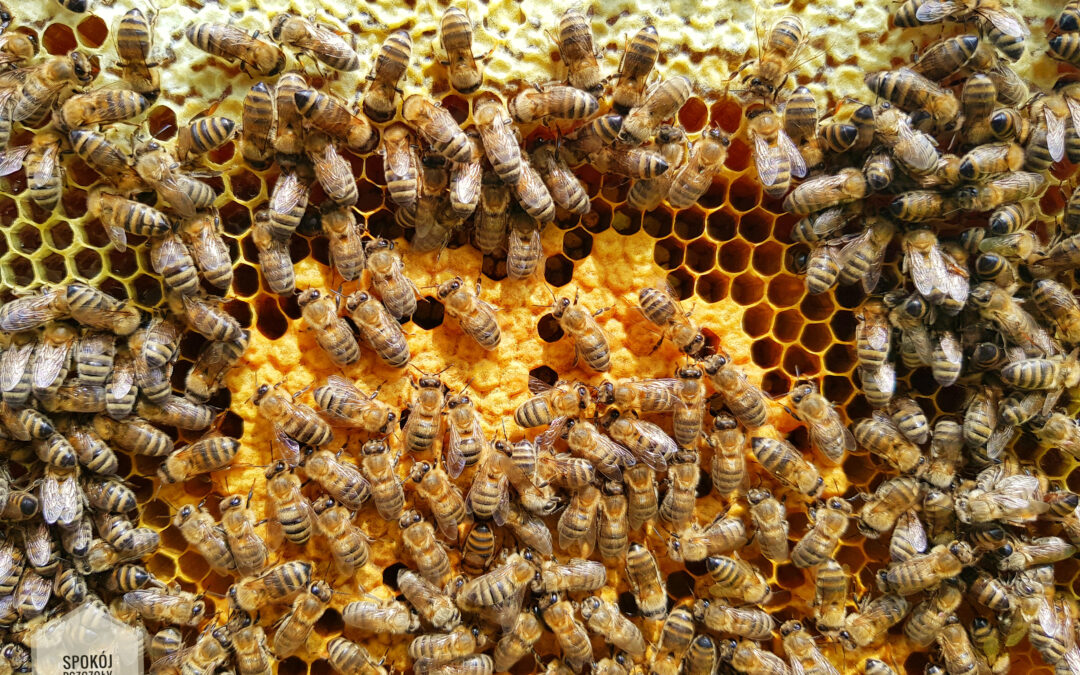 Stocks of nectar and pollen