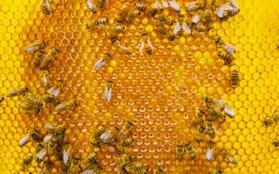 Preparing bees for winter