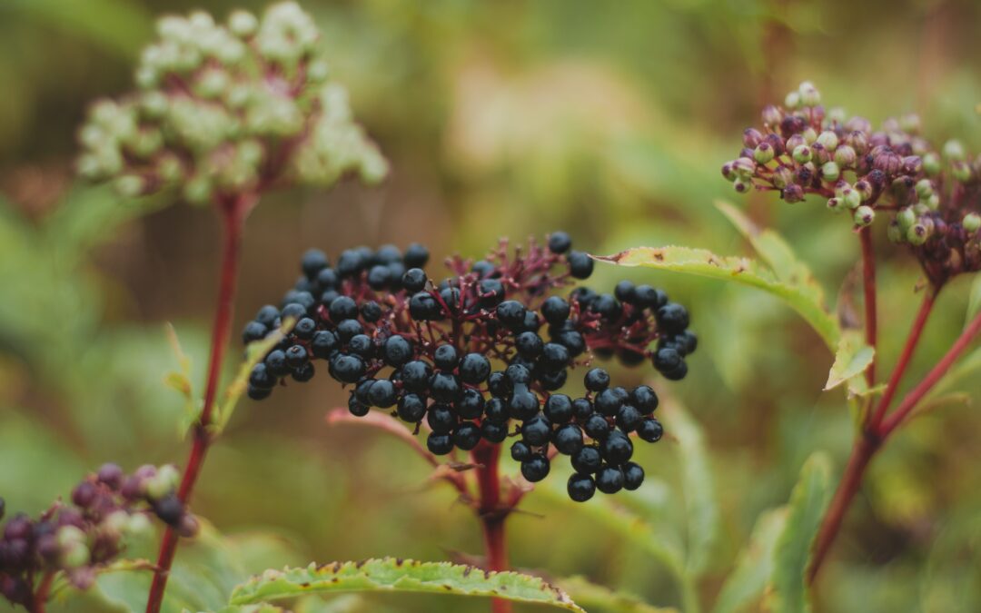 Elderberry