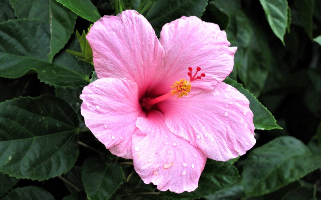 Hibiscus