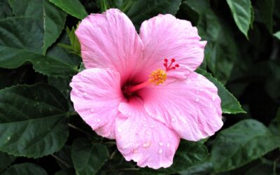 Hibiskus