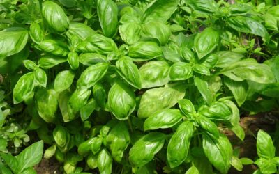 Basil